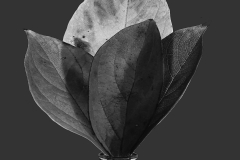 2024 foglie di caco